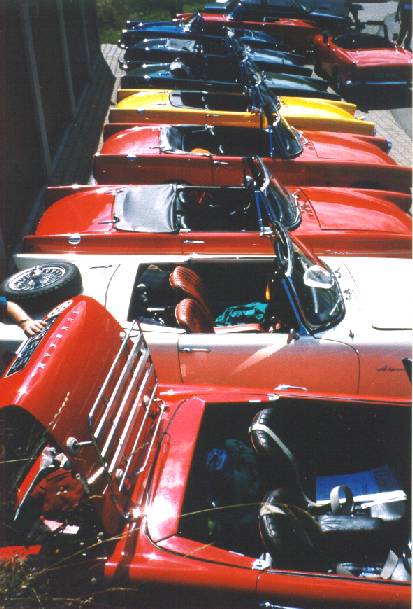 Alpines and Tigers at G�stehaus Z�hringer Hof